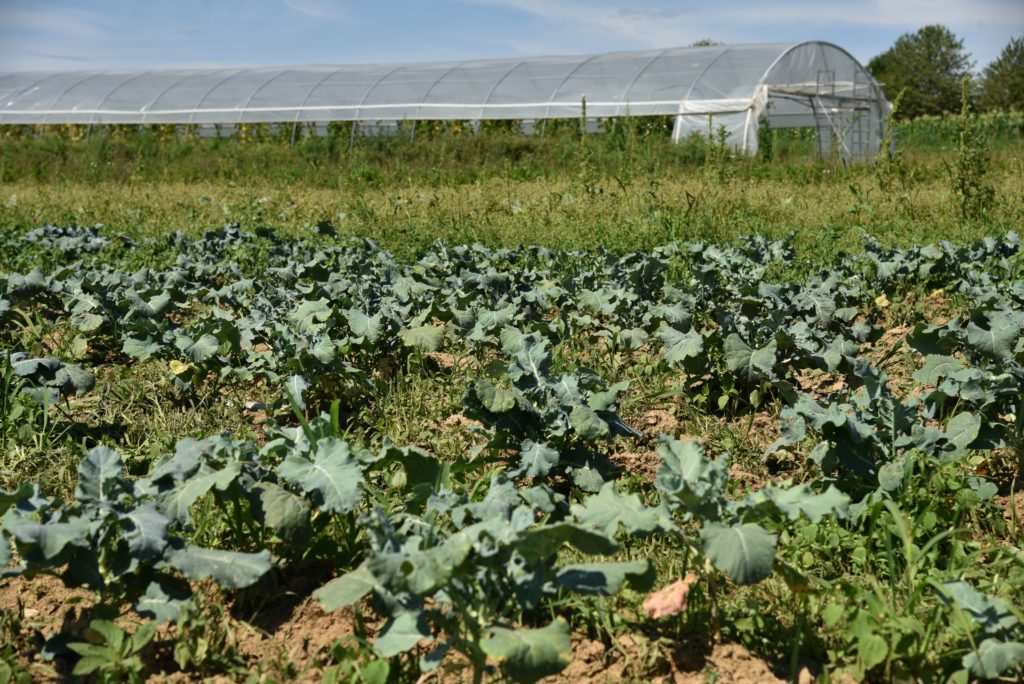 env_gdm_agriculture_ee-58Pepiniere-Graines-de-maraichers-1024x684