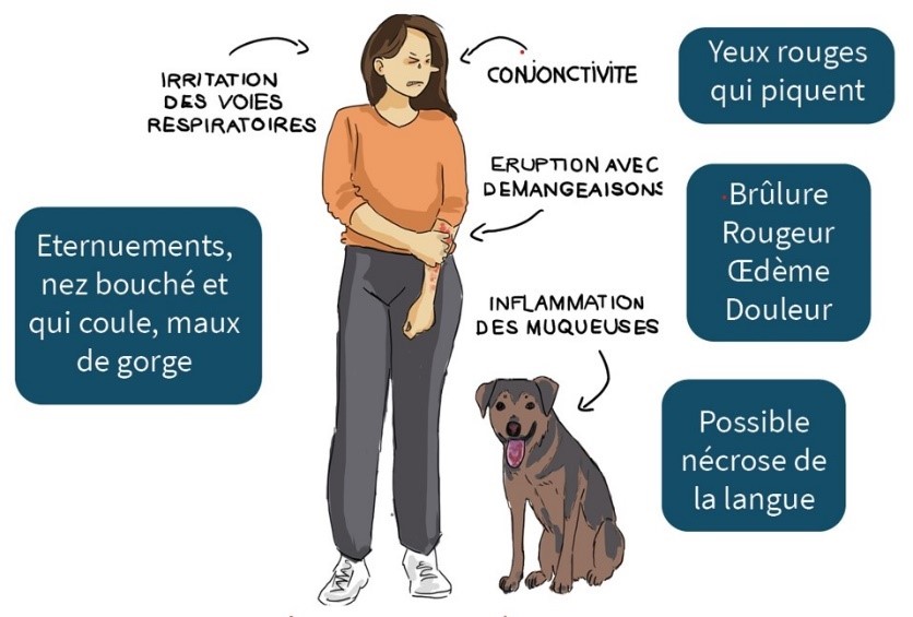 Les symptômes causés par les poils des chenilles processionnaires