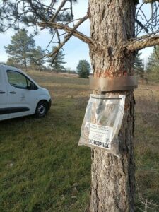 piège - allergie aux poils de chenilles
