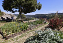 Le symbole, c’est la rose