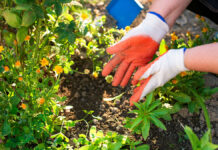 De l’étrier au potager, du fumier à disposition